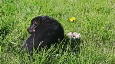 Siyah bir Alman çoban köpeğinin yeşil çimlerde süründüğü bir panorama.