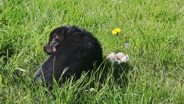 Nahaufnahme-Panorama bei einem schwarzen Schäferhund-Welpen, der im grünen Gras kriecht — Stockvideo