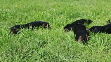 Küçük bir grup siyah Alman çoban köpeği yeşil çimlerde dinleniyor.