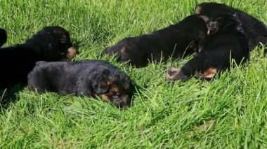 Yakın plan altı küçük siyah Alman çoban köpeği yeşil çimlerde sürünüyor.