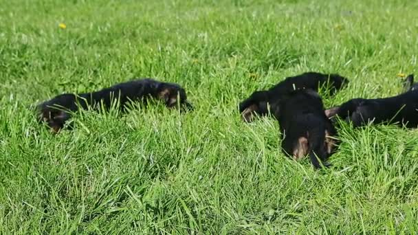 Pequeño grupo de jóvenes cachorros pastor alemán negro descansa en la hierba verde — Vídeo de stock