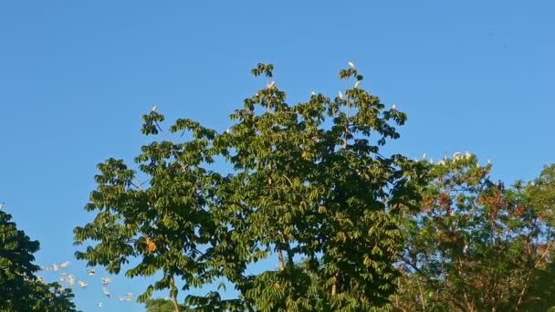 Group of white tropical birds flies above large green palm trees — Stock Video