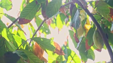 Bir sarı kakao meyvesi, parlak güneş ışığına karşı tropikal ağaç dalında asılı.