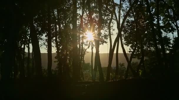 Paisaje tropical con luz solar brillante brilla a través de siluetas de árboles altos — Vídeos de Stock