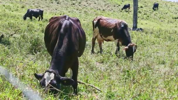 Primer plano rebaño de diferentes vacas lecheras domésticas come hierba fresca en el campo verde — Vídeos de Stock