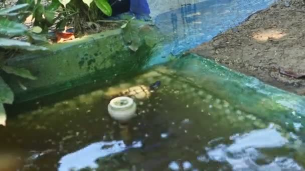 Panorama lento em duas tartarugas descansam na areia perto da lagoa com tartaruga nadar nele — Vídeo de Stock