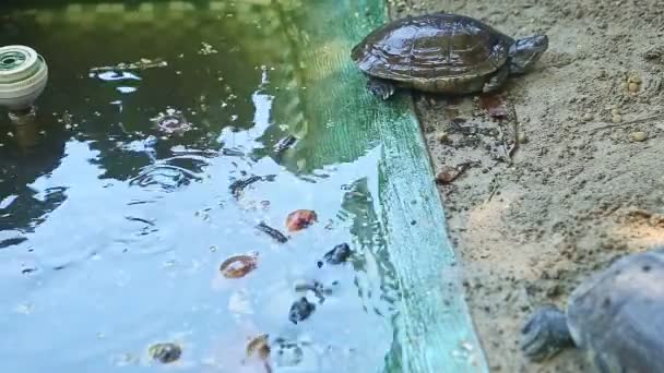 Черепаха крупным планом отдыхает на песке возле зеленого пруда с черепахами в нем. — стоковое видео