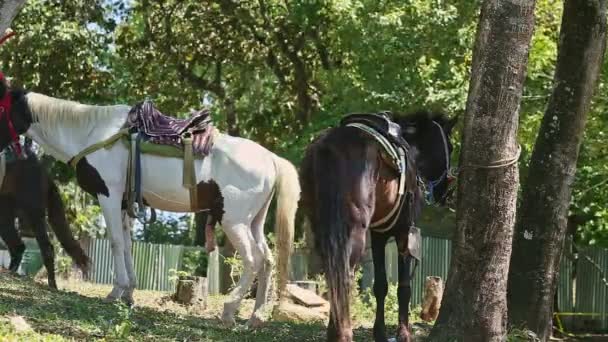 Две большие домашние лошади, привязанные к тропическим деревьям, покоятся в тени леса — стоковое видео