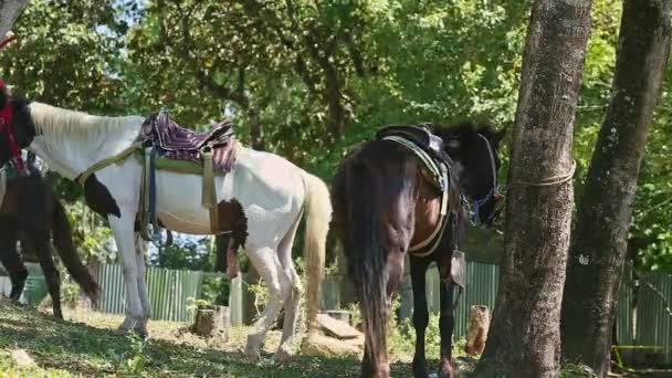 Two large domestic horses tied to tropical trees resting in forest shadow — Stock Video