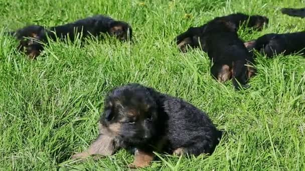 Un pequeño cachorro pastor alemán negro se aleja del grupo descansando juntos — Vídeos de Stock