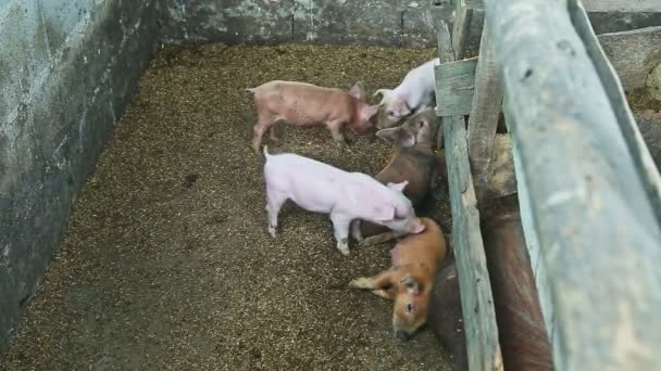 Вид сверху на множество маленьких домашних поросят, которые играют вместе в грязном паддоке для свиней — стоковое видео