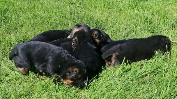 Zoom fora de pequeno grupo de cachorros pastor alemão preto descansando na grama verde — Vídeo de Stock