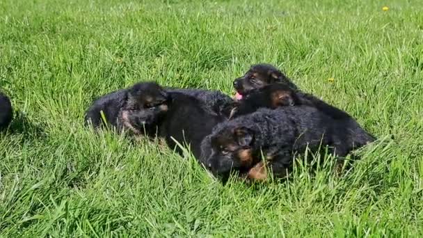 Группа маленьких черных немецких щенков-овчарок покоится вместе в зеленой траве — стоковое видео