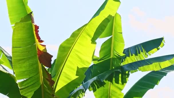Closeup wind shakes large green palm banana leaves against bright sunlight — Stock Video