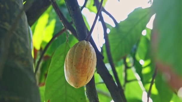 Primer plano amarillo fruta madura del cacao colgando de la rama del árbol con hojas verdes — Vídeos de Stock