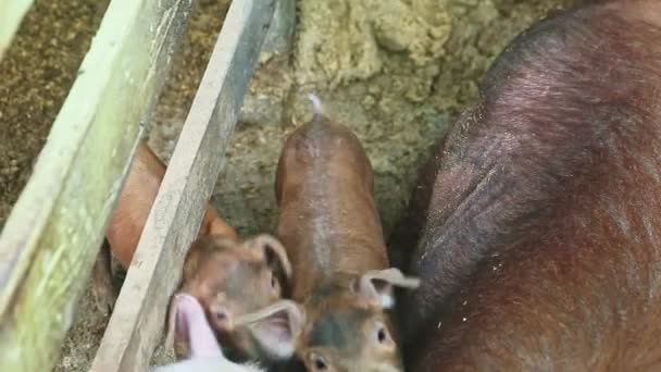 Panorama de primer plano en muchos lechones pequeños que corren al lado de la gran cerda marrón — Vídeos de Stock