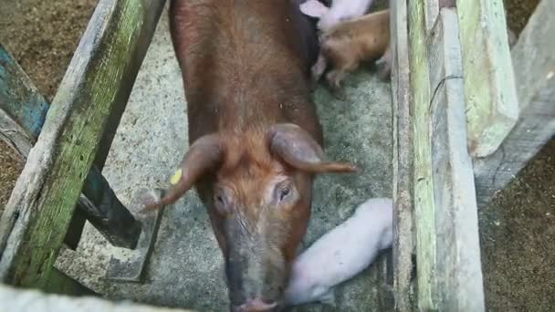 Top view closeup στο τζίντζερ τριχωτό οικόσιτο γουρούνι υπόλοιπο σε βρώμικο χοιροστάσιο χοίρων — Αρχείο Βίντεο