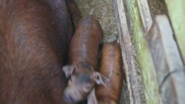 Üst manzara yakın kahverengi küçük domuzcuklar ve büyük bir domuz kameraya bakıyor.