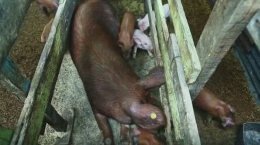 Domuz çayırlarında yiyecek arayan bir sürü küçük domuzcukla birlikte büyük bir domuzun üst görüntüsü.