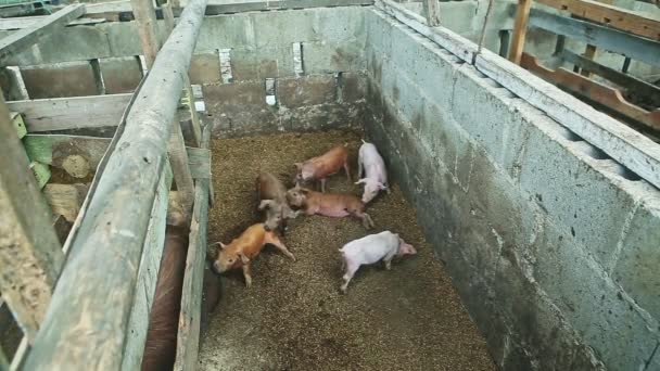 Top view på sex små inhemska smågrisar leka tillsammans i smutsiga svin paddock — Stockvideo