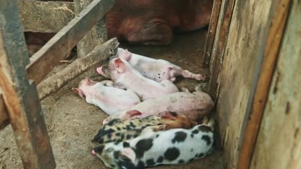 Vista superior em pequenos leitões rosa e manchados descansando juntos ao lado de porca peluda marrom — Vídeo de Stock