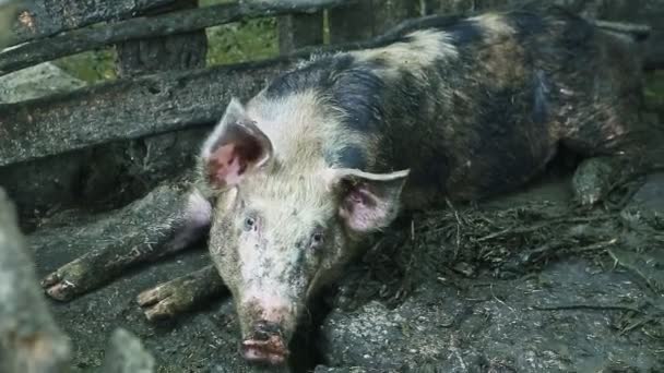 大只肮脏的成年猪躺在木制栅栏旁边，看着摄像机 — 图库视频影像