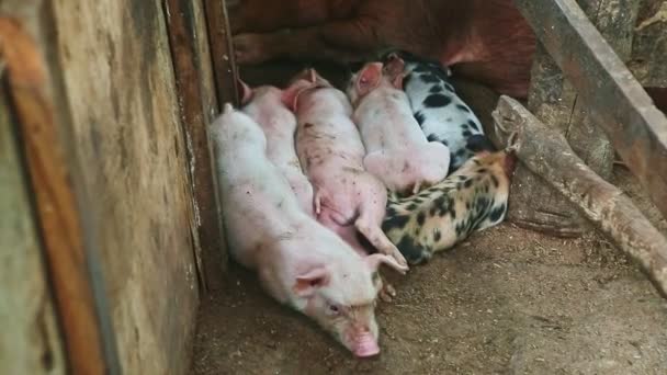 Närbild små rosa och fläckiga smågrisar sover tillsammans med bruna håriga suggor — Stockvideo
