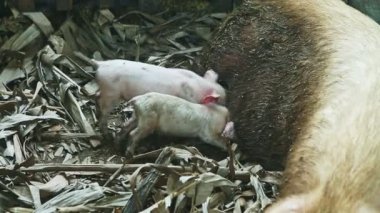 İki küçük pembe domuzcuk anne sütünü emiyor. Büyük pis domuzlardan. Domuz otlağında uyuyorlar.