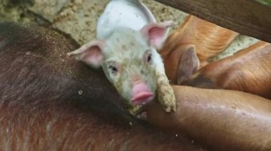 Üst manzara. Küçük pembe domuz yavrusu kahverengi domuzcukların üzerinde duran kameraya bakıyor.
