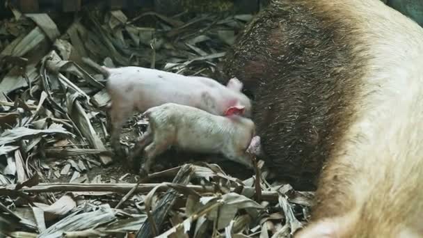Due piccoli maialini rosa succhiano il latte materno da grandi scrofe sporche dormono nel recinto dei suini — Video Stock