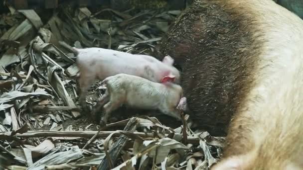 Two little pink piglets suck mother milk from large dirty sow sleep in swine paddock — Stock Footage Two little pink piglets suck mother milk from large dirty sow sleep in swine paddock Video Clip