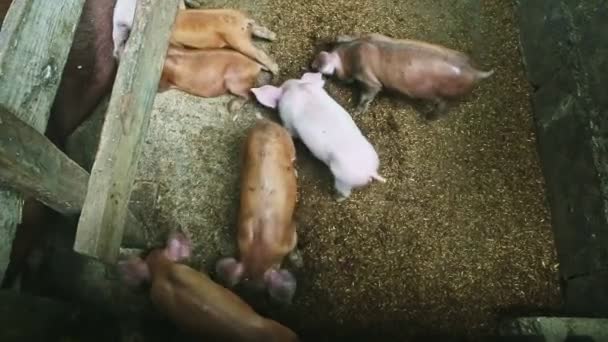 Top view closeup many small piglets eat together from floor in swine paddock — Stock Video