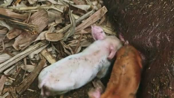 Top view close-up twee biggetjes zuigen moeder melk uit vuil slapen zeug — Stockvideo