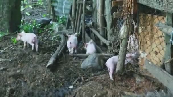 Cuatro pequeños lechones rosados corriendo fuera de la granja rústica paddock de cerdos sucios — Vídeo de stock