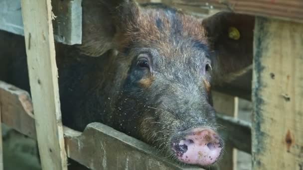 閉じる大きな悲しい国内豚の鼻木製の素朴なフェンスの後ろのカメラを見て — ストック動画
