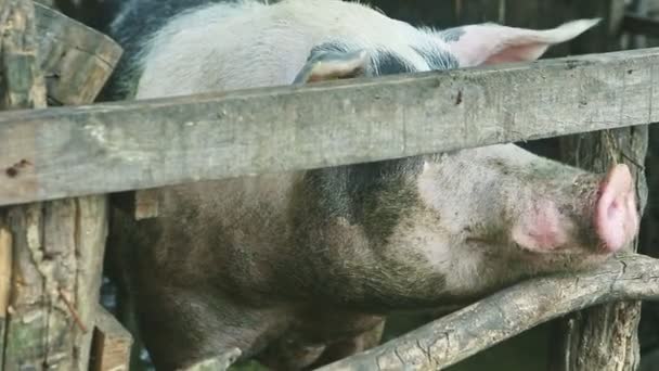 Closeup mare porc adult murdar botul se uită la camera din spatele garduri din lemn — Videoclip de stoc