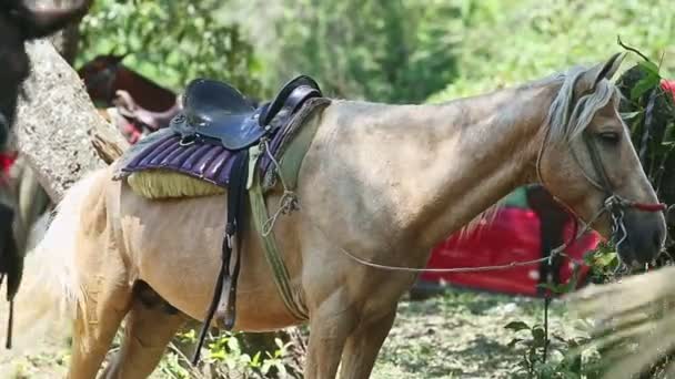 Closeup beige horse with white mane resting in tropical forest shadow — Stock Video