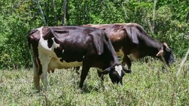 Két nagy házi tejelő tehén friss füvet eszik a nyári zöld mezőn — Stock videók