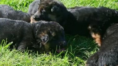 Bir grup çoban köpeğinden kaçan bir yavru köpeğe hızlı bir şekilde yaklaşıyoruz.