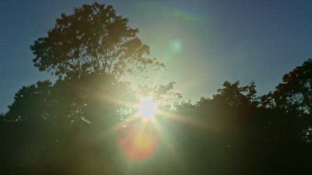 Zbliżenie jasne zachody słońca świecą przez tropikalne gałęzie drzew sylwetki — Wideo stockowe