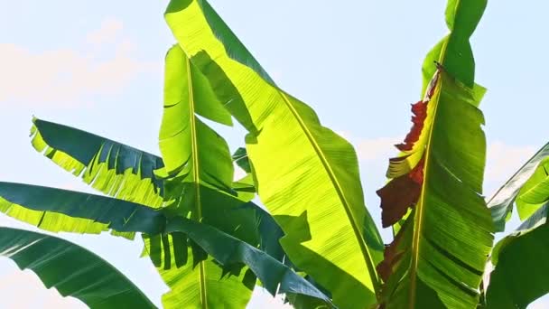Closeup wind shakes large green palm banana leaves against bright sunlight — Stock Video