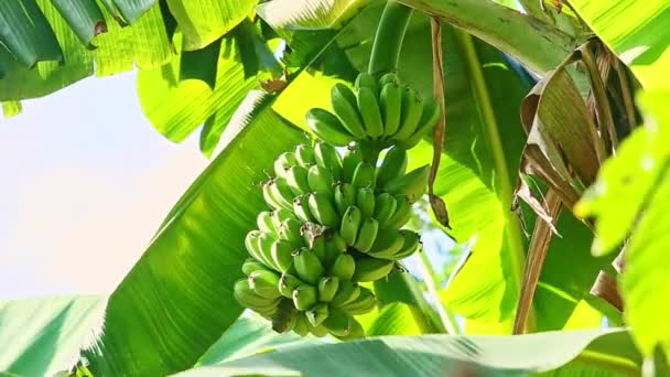 Nahaufnahme Wind schüttelt Zweig mit kleinen unreifen Bananen und großen grünen Blättern — Stockvideo