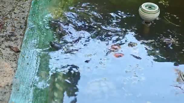 Крупним планом одна водяна черепаха вийшла на сірий пісок зі ставка з плаваючими черепахами — стокове відео