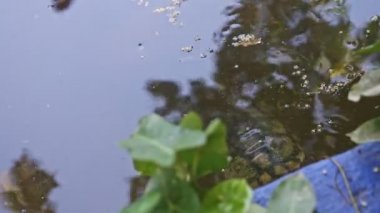 Yaklaş küçük bir su kaplumbağası yeşil el yapımı gölette yüzüyor.