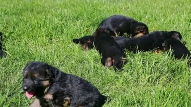 Bir grup siyah Alman çoban köpeğinden küçük bir köpeğe yavaş yavaş panorama