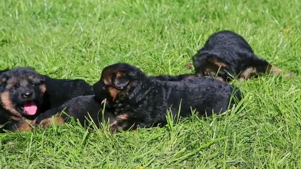 Closeup pequenos cachorros pastor alemão preto rastejar um por um na grama verde — Vídeo de Stock