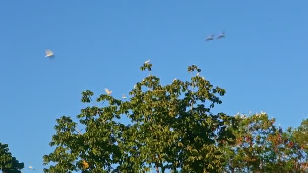 Panorama de primer plano en muchas aves tropicales blancas vuelan por encima de grandes palmeras verdes — Vídeo de stock