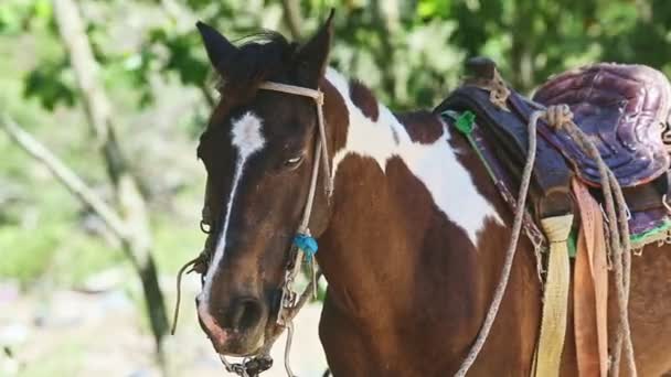 Gros plan gros cheval domestique brun avec selle rurale reposant dans l'ombre de la forêt — Video