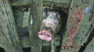 Büyük, pis, pis domuz burnu kameraya ahşap çitlerle bakıyor.