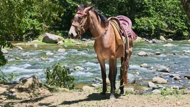 Pojedynczy brązowy koń domowy z siodłem wiejskim stoi na górskim brzegu rzeki — Wideo stockowe